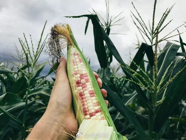 占比42%！維尼修斯歐冠打進(jìn)31球，其中13球來(lái)自淘汰賽
